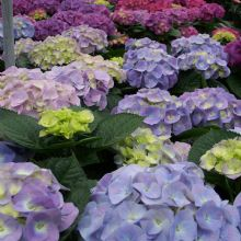 Wedding Flowers'