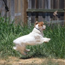 Started Gun Dog training'