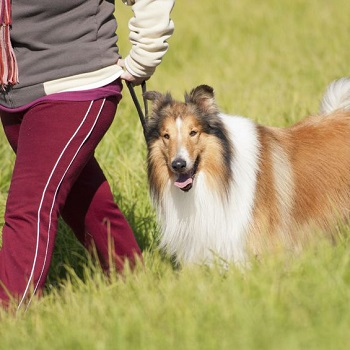 Company Logo For Countryside Kennel'