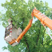 Stump Removal'