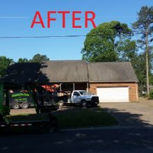 Tree Maintenance Services'