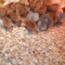 Agricultural Materials'