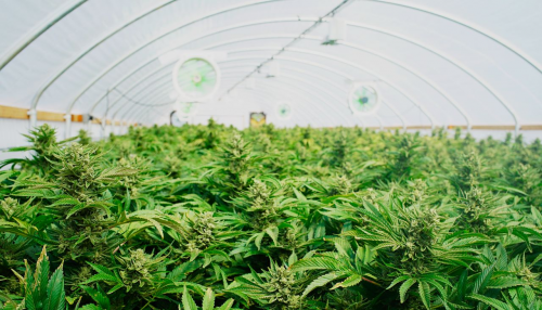 Cannabis Cultivation Market: Billion Dollar Global Business'