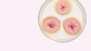 Antifungal Market Sets the Table for Continued Growth