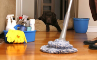 Tulip Housekeeping - Home cleaning services Logo