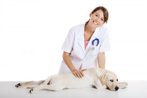 compare pet insurance