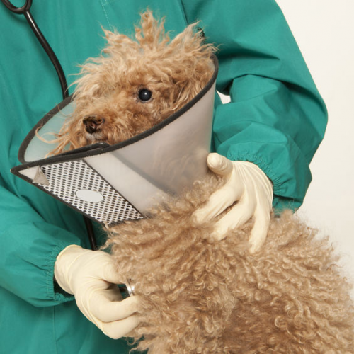 Veterinarian and Pet Grooming'