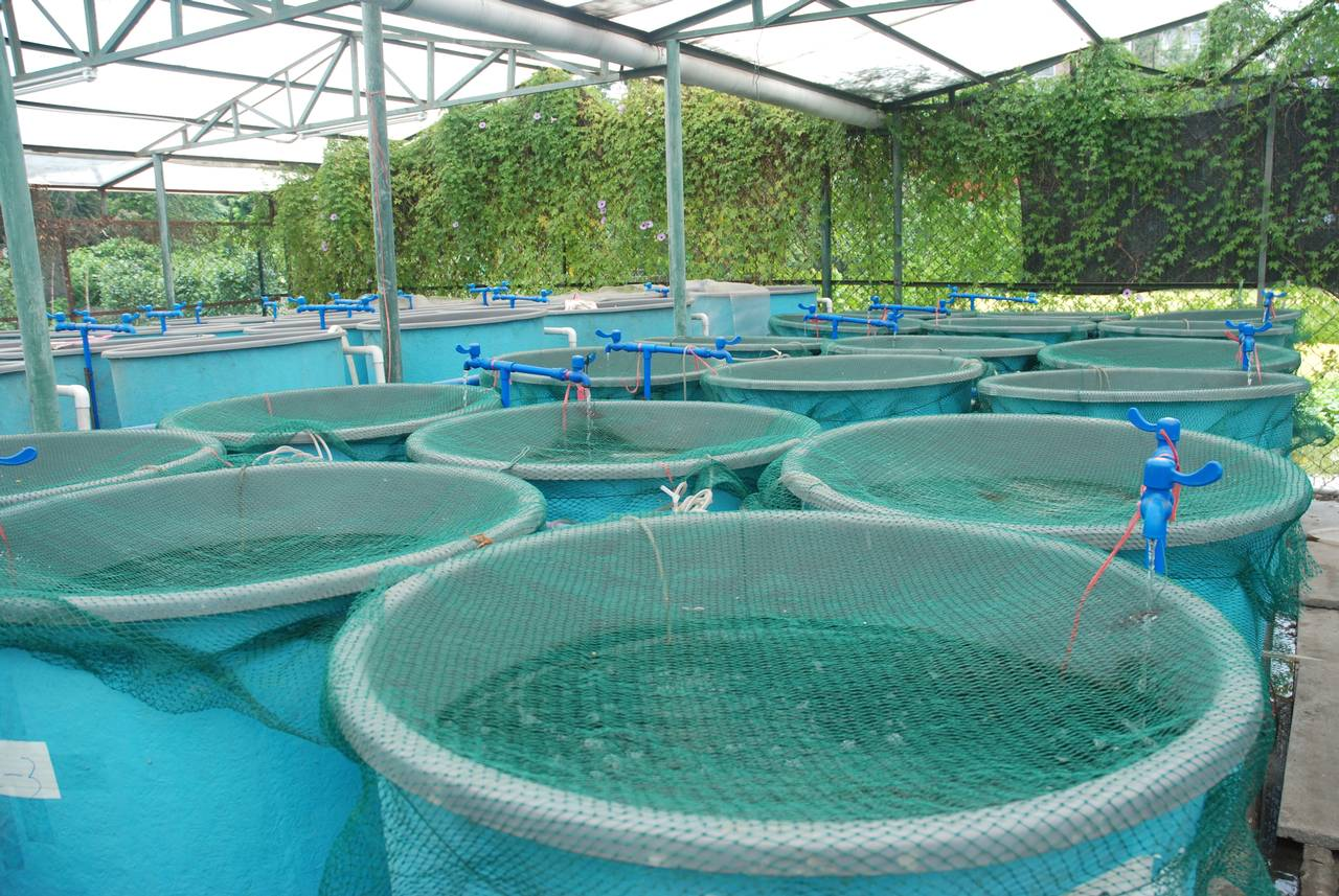 Aquaculture Market'