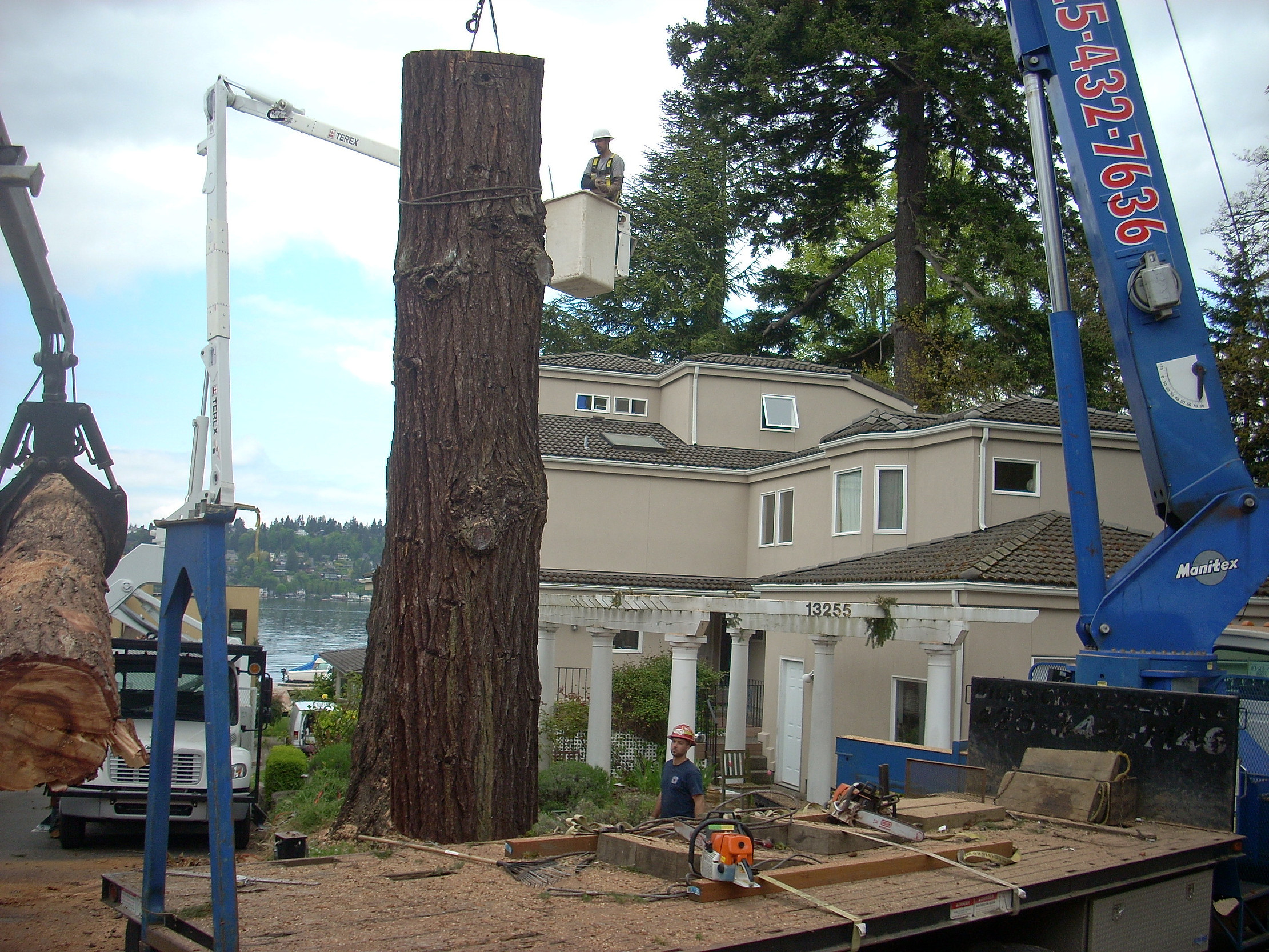 Tree Removal'
