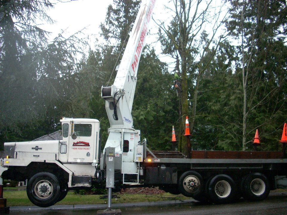 Crane Tree Removal'