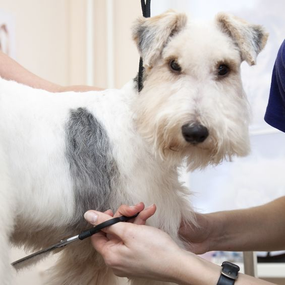 Dog Nail Trimming'