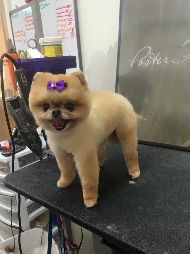 Dog Grooming'