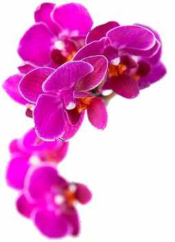 Flora Special Occasion'