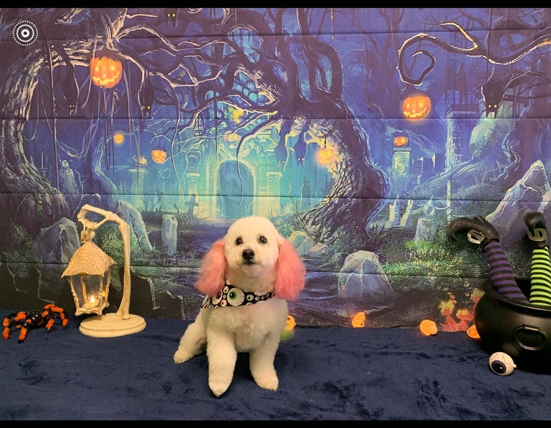 Pet Salon'
