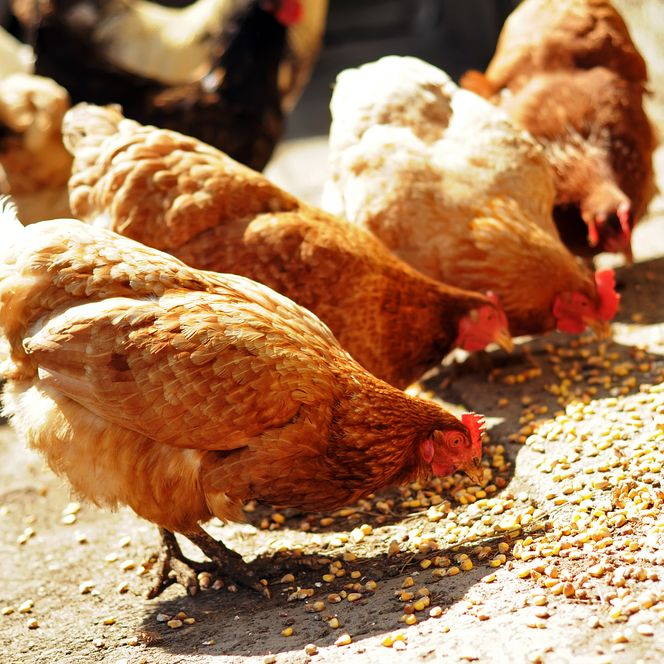 Barn Feed and Livestock Co. Inc.