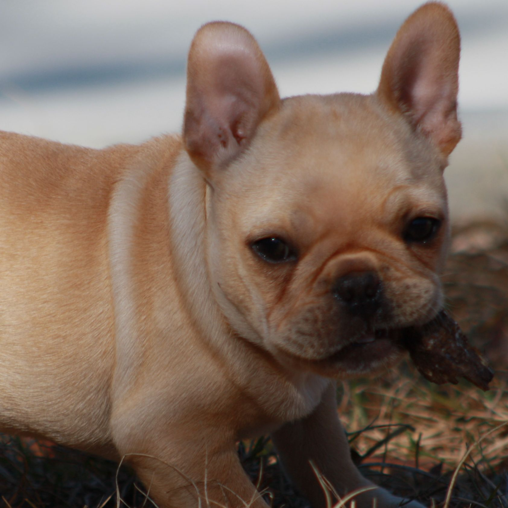 Company Logo For Happy Dog Inn'