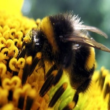Wildlife Removal'