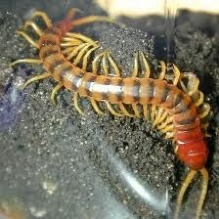Pest Management'