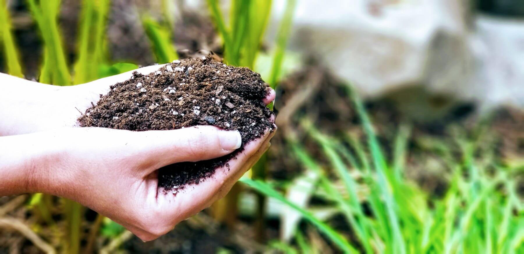 Biochar Market'