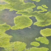 Aquatic Weed Control'