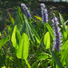 Pond Clean Up'