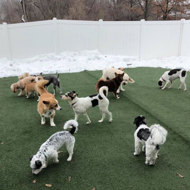 Dog Day Care'