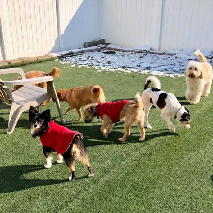 Doggie Day Care'