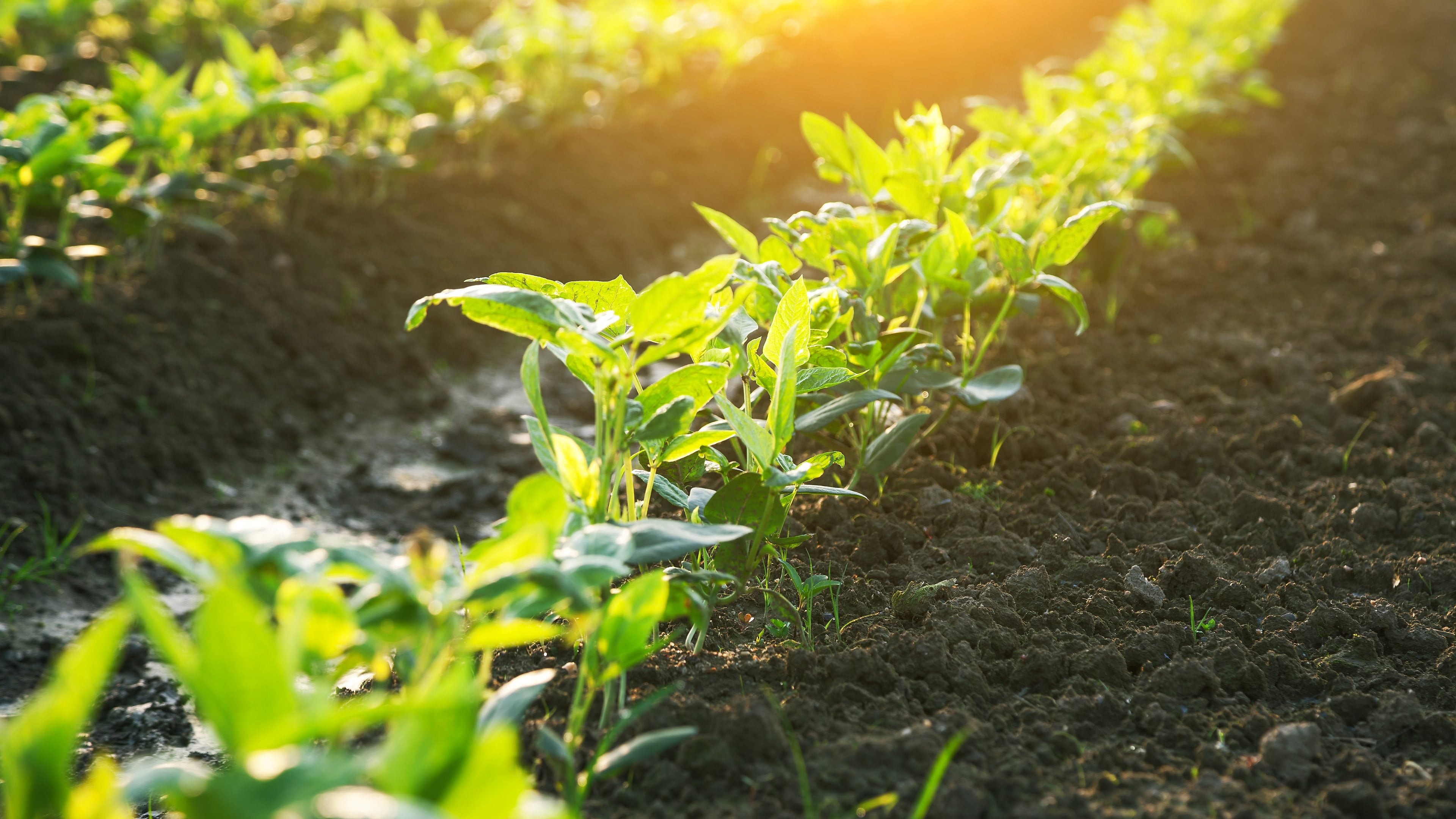 Biofuels Market to See Massive Growth by 2025 | Glencore, Lo