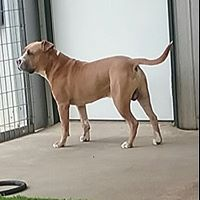 Sammy's Doggie Daycare And Boarding