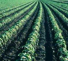 Bio-based Feedstock Market