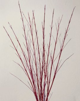 Red_Dogwood_-_Branch_Centerpieces.jpg