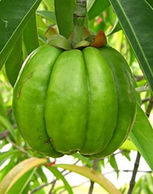 Garcinia Cambogia