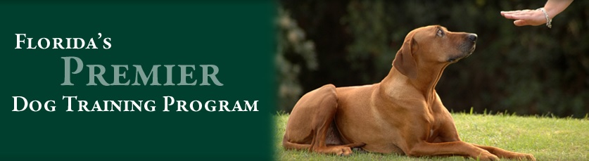 Local Tampa Dog Trainer and Canine Behavioral Modification C'