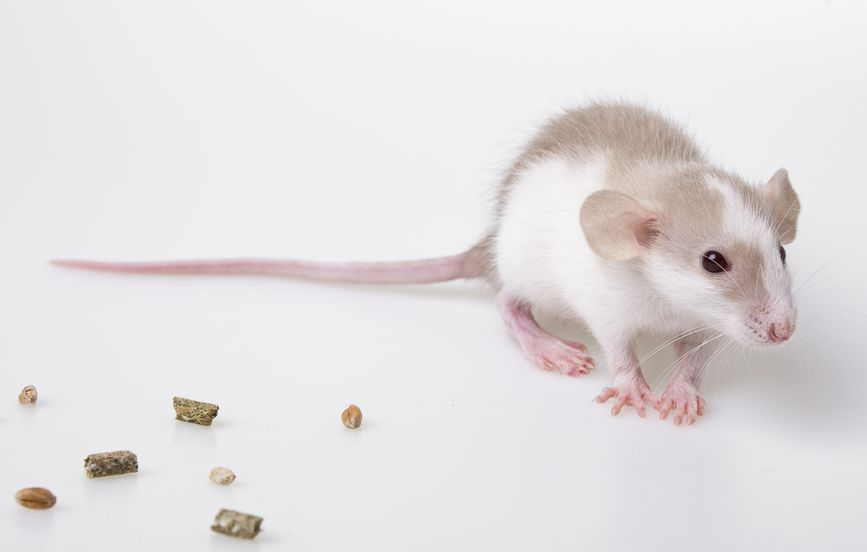 Pest Control'