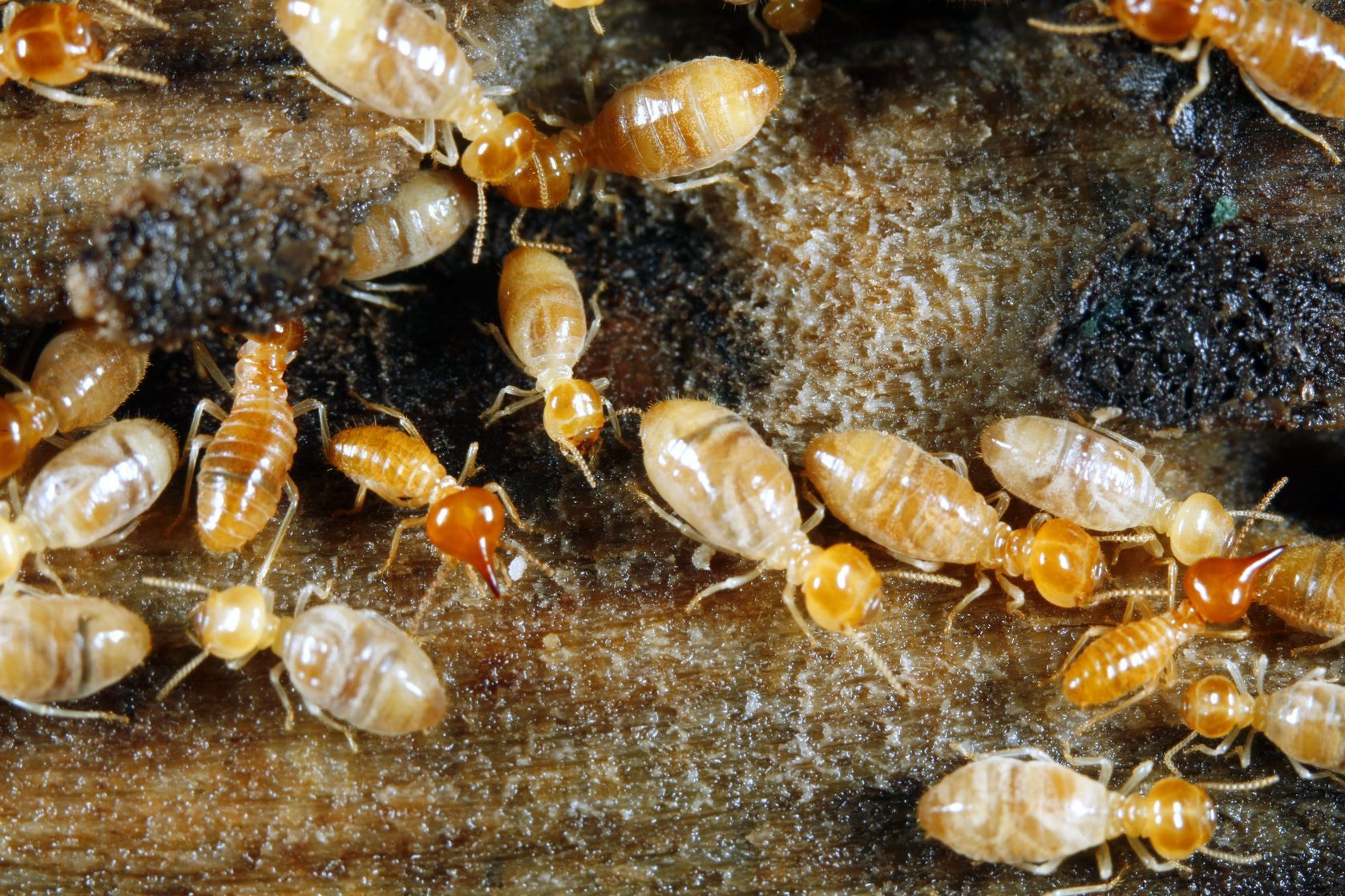 Bed Bug Treatments'
