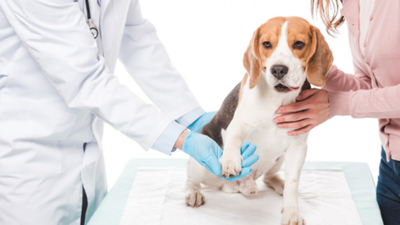 Veterinary Healthcare Market'