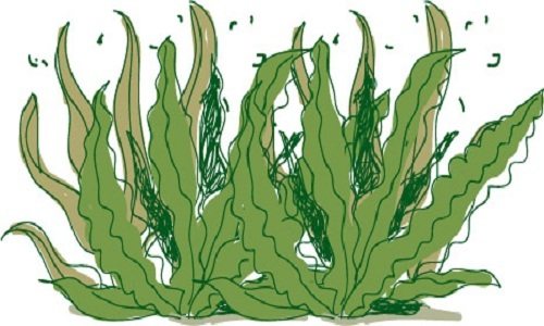 Commercial Seaweed Market'