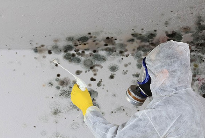 Best Mold Remediation Lakewood CO