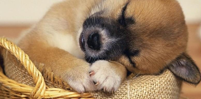 kutta.png