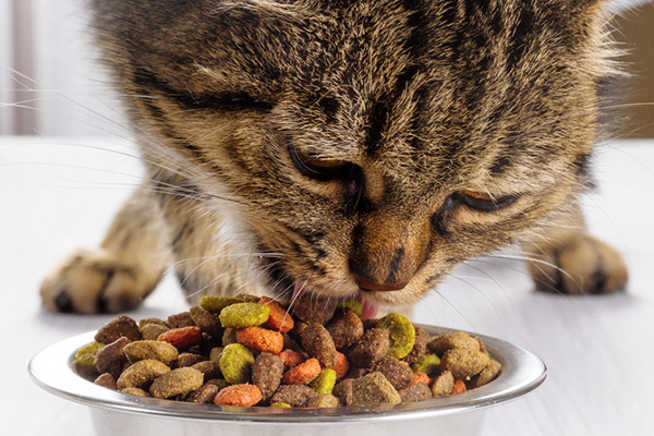 Cat Dry Food Market