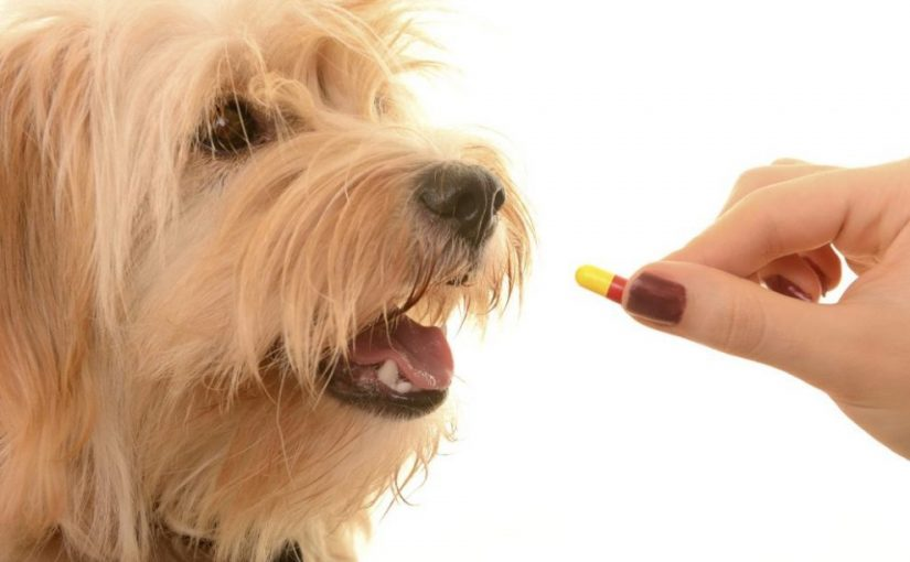 Companion Animal Specialty Drugs Market