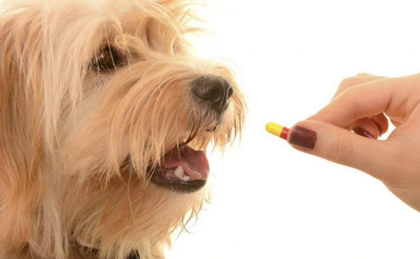 Companion Animal Specialty Drugs Market'