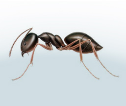 get rid of ants in the house'