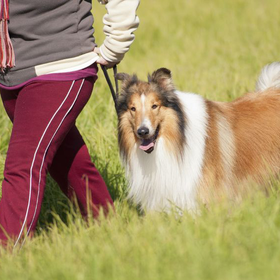 Company Logo For Four Paws Dog Retreat'