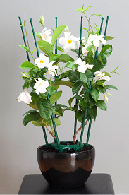 Global Garden Friends'