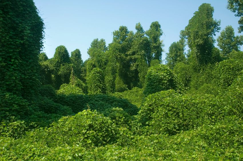 Kudzu: The Vine that Ate the South