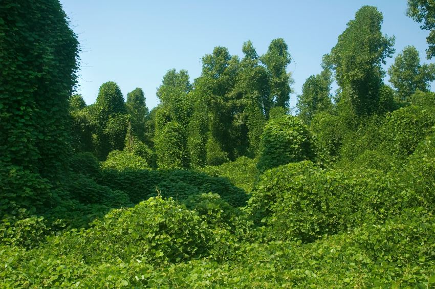 Kudzu: The Vine that Ate the South'