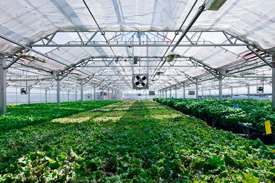 Commercial Greenhouse Market'