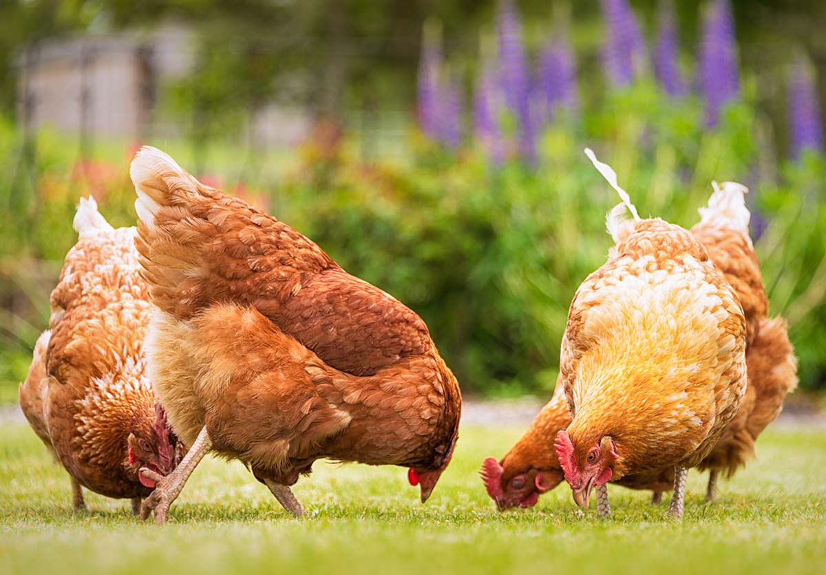 Stock Feed Photo'