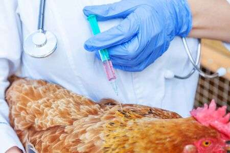 Poultry Vaccine Market